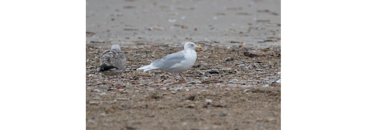 Fugleobservationer ved Bl�vandshuk