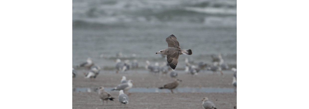 Fugleobservationer ved Bl�vandshuk