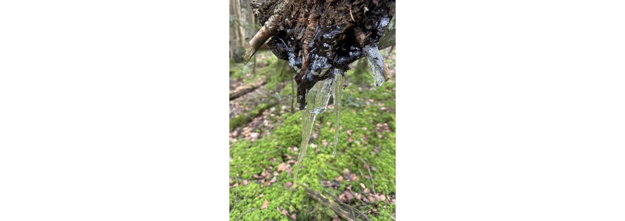 Magiske svampe og nisseskg: En kold sndagstur til urskoven ved Nrholm