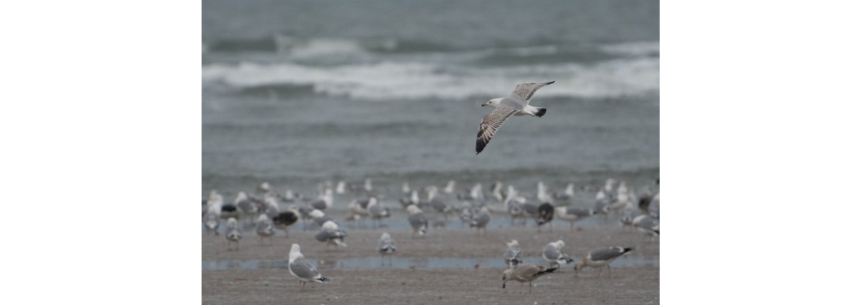 Fugleobservationer ved Bl�vandshuk