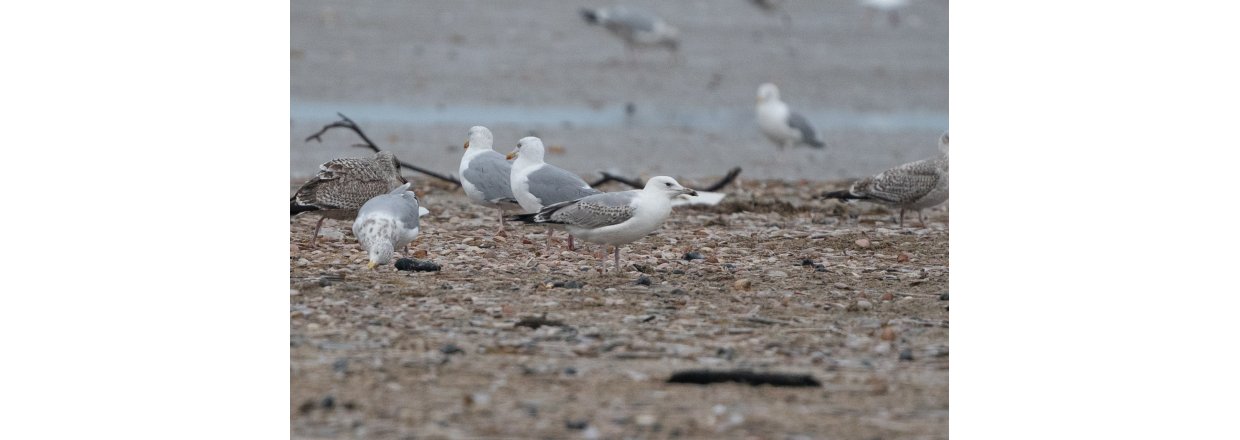 Fugleobservationer ved Bl�vandshuk