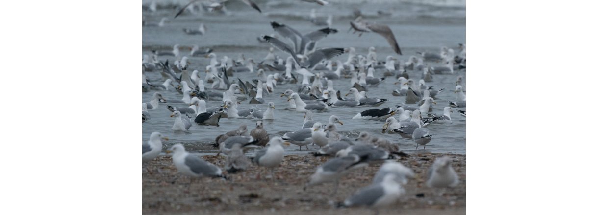 Fugleobservationer ved Bl�vandshuk