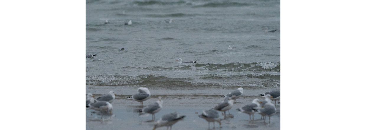 Fugleobservationer ved Bl�vandshuk