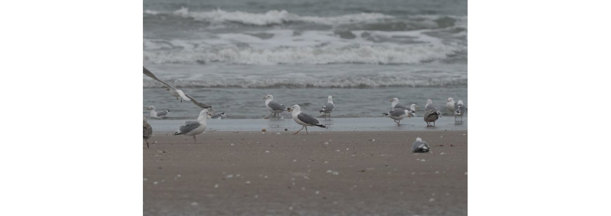 Fugleobservationer ved Bl�vandshuk