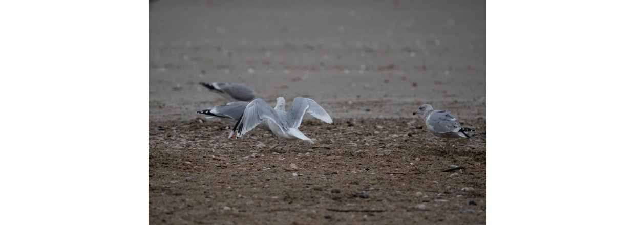 Fugleobservationer ved Bl�vandshuk