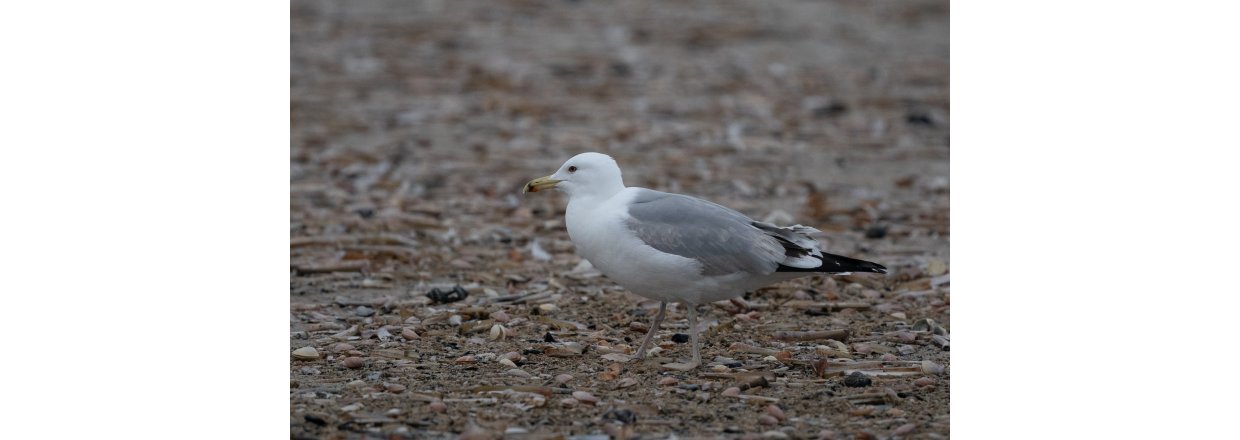 Fugleobservationer ved Bl�vandshuk