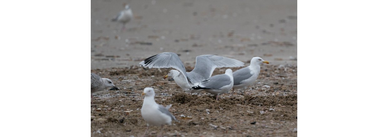 Fugleobservationer ved Bl�vandshuk