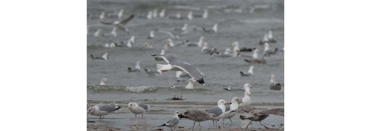 Fugleobservationer ved Bl�vandshuk