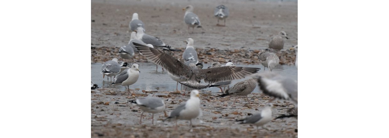 Fugleobservationer ved Bl�vandshuk