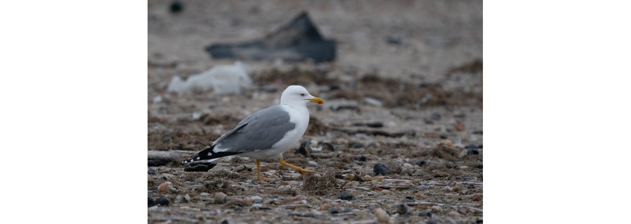 Fugleobservationer ved Bl�vandshuk