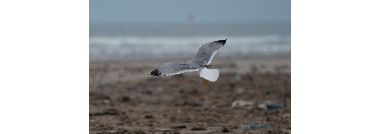 Fugleobservationer ved Bl�vandshuk