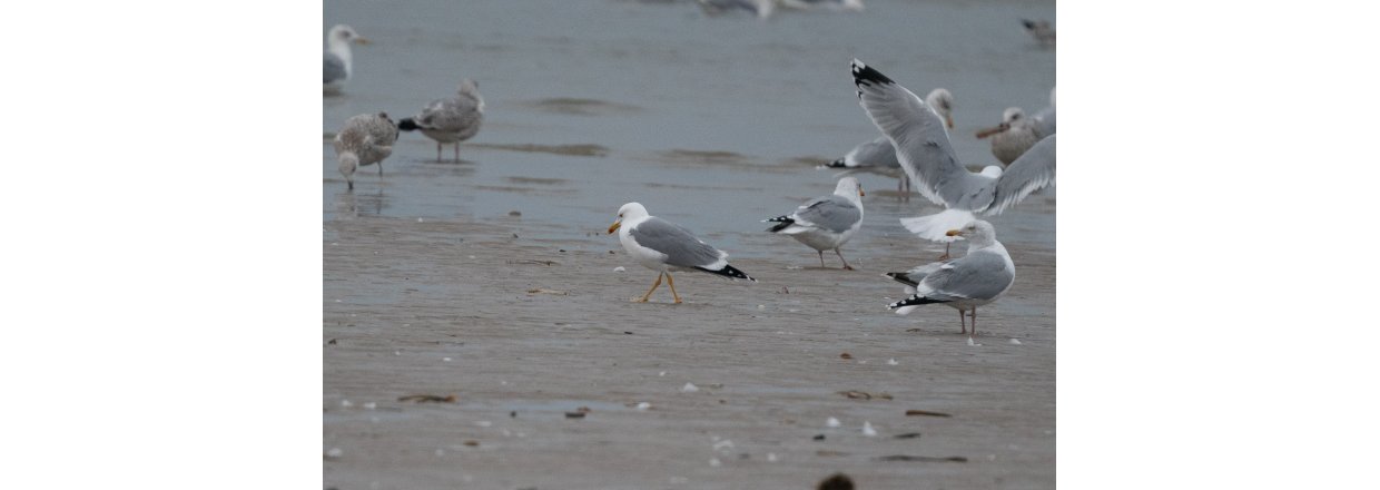 Fugleobservationer ved Bl�vandshuk