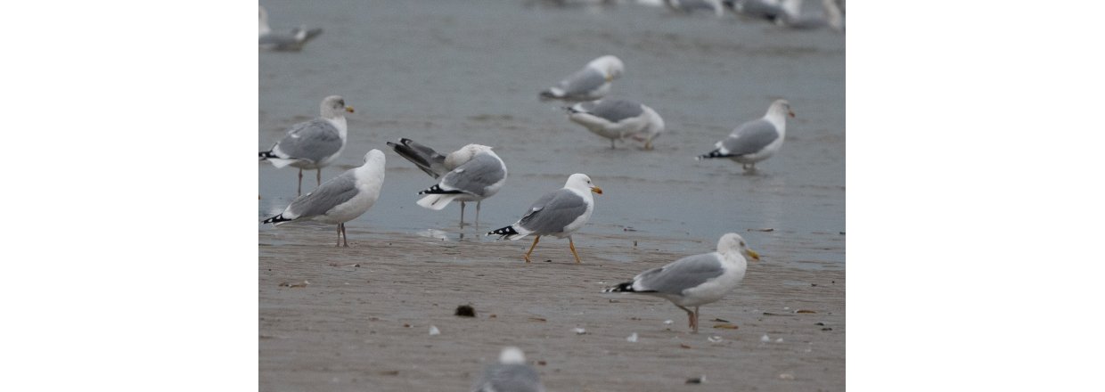 Fugleobservationer ved Bl�vandshuk