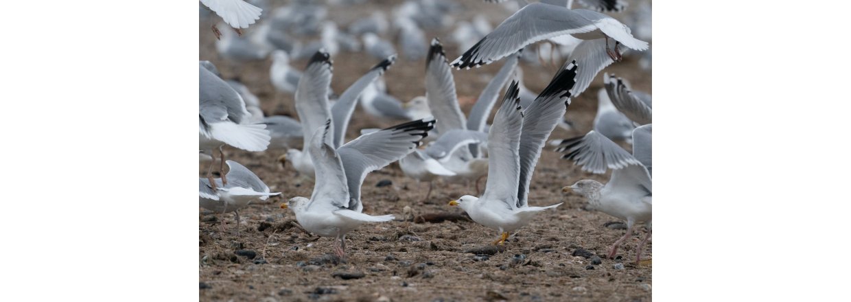 Fugleobservationer ved Bl�vandshuk