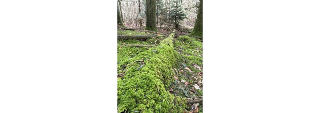 Magiske svampe og nisseskg: En kold sndagstur til urskoven ved Nrholm