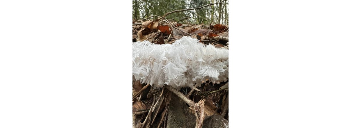 Magiske svampe og nisseskg: En kold sndagstur til urskoven ved Nrholm