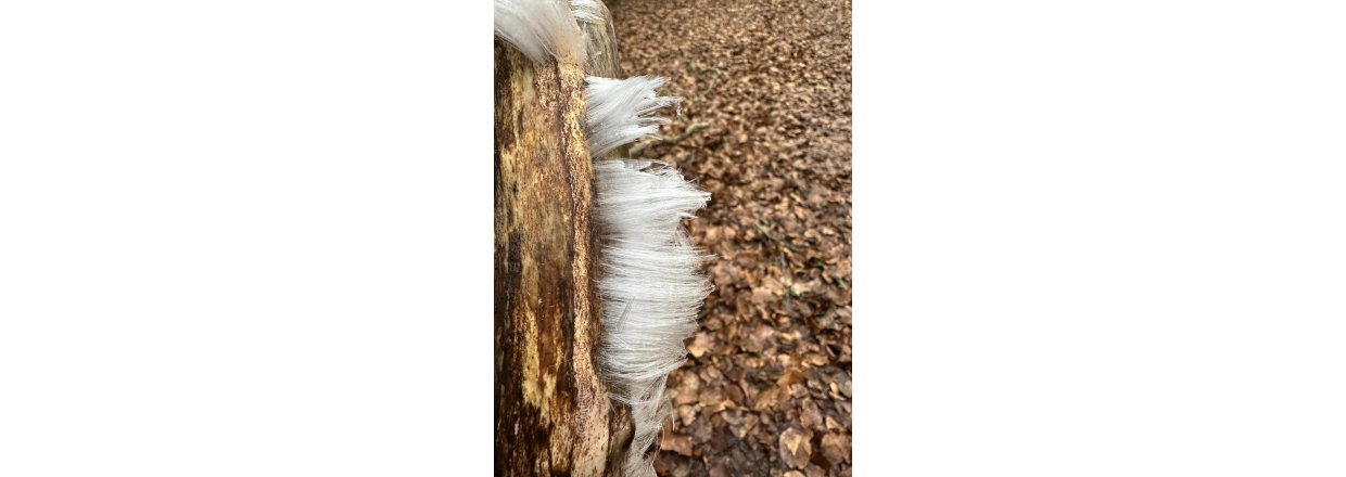 Magiske svampe og nisseskg: En kold sndagstur til urskoven ved Nrholm