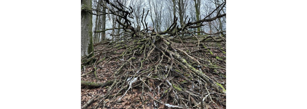 Magiske svampe og nisseskg: En kold sndagstur til urskoven ved Nrholm