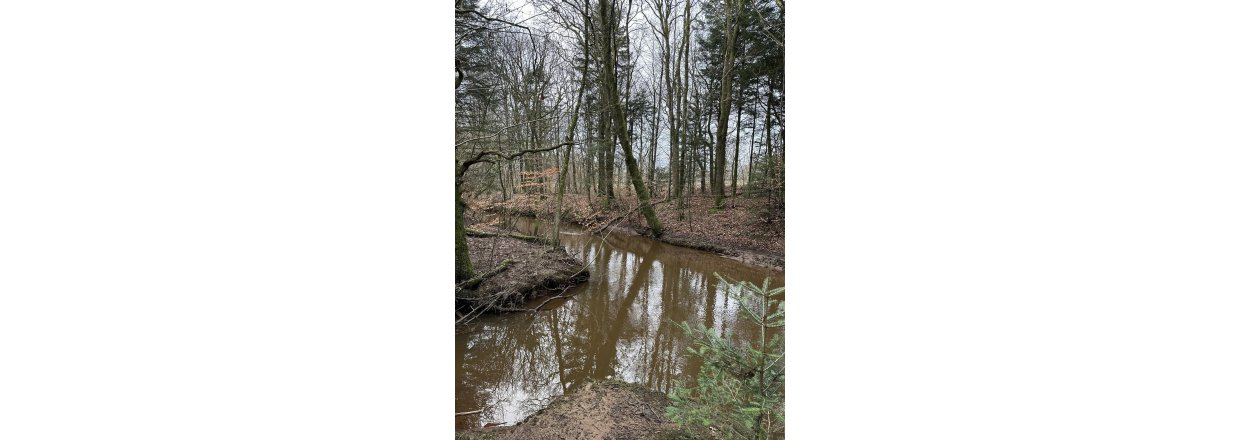 Magiske svampe og nisseskg: En kold sndagstur til urskoven ved Nrholm