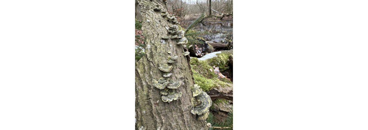 Magiske svampe og nisseskg: En kold sndagstur til urskoven ved Nrholm