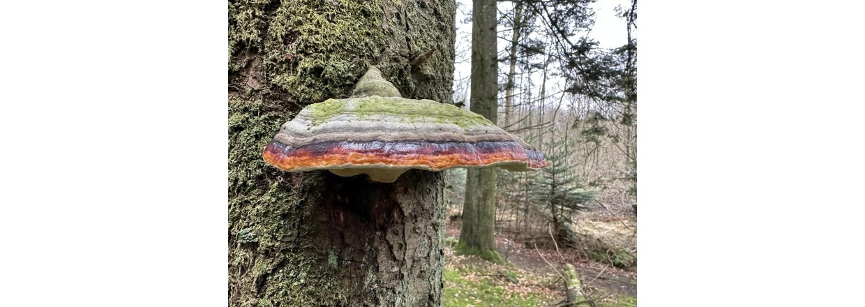 Magiske svampe og nisseskg: En kold sndagstur til urskoven ved Nrholm