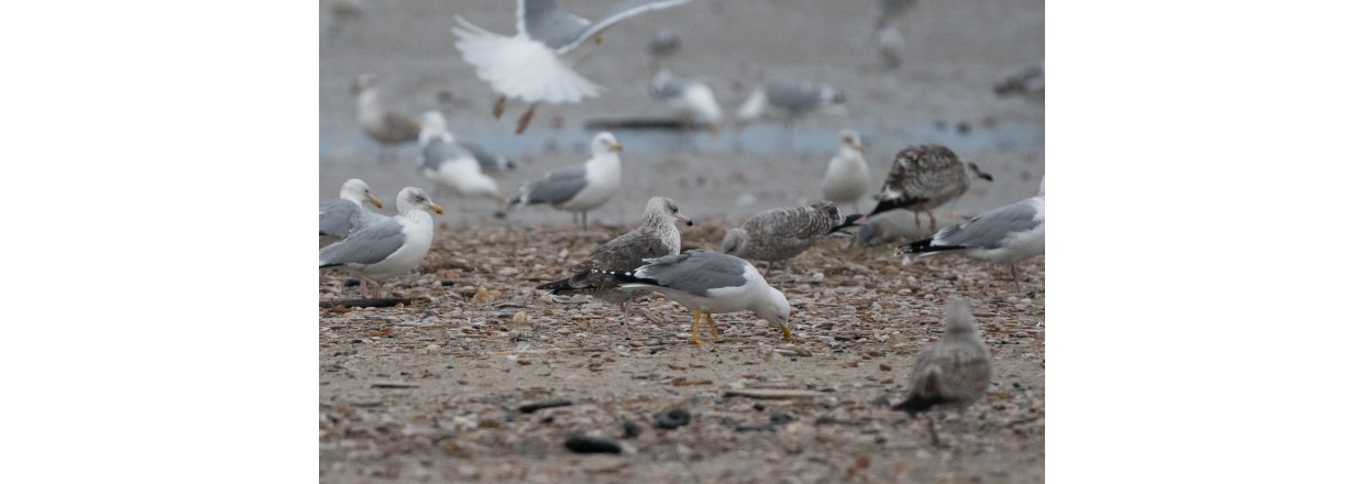 Fugleobservationer ved Bl�vandshuk