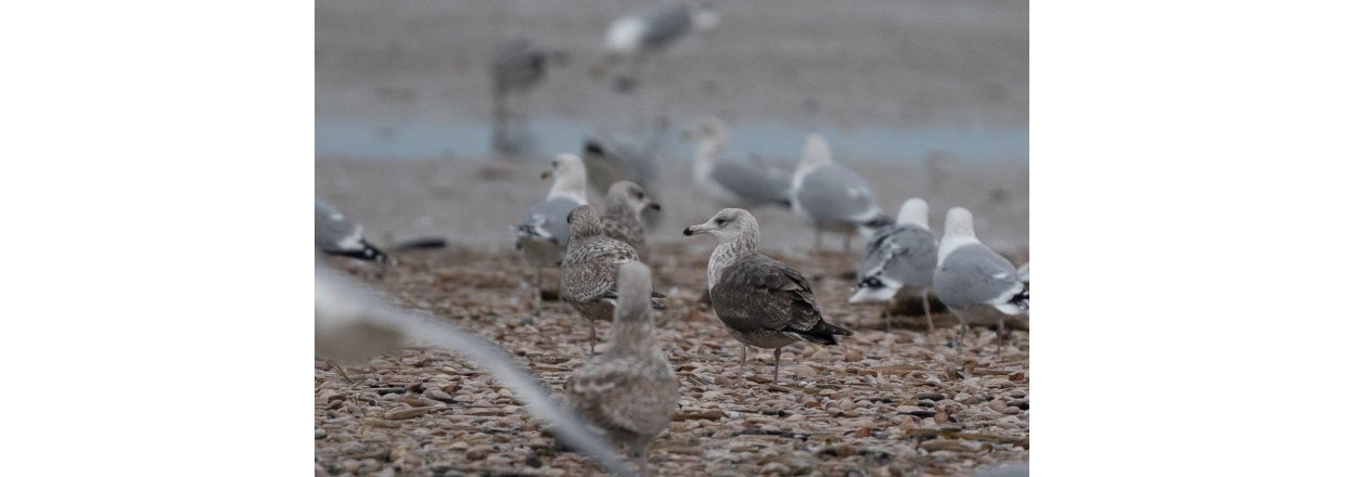 Fugleobservationer ved Bl�vandshuk