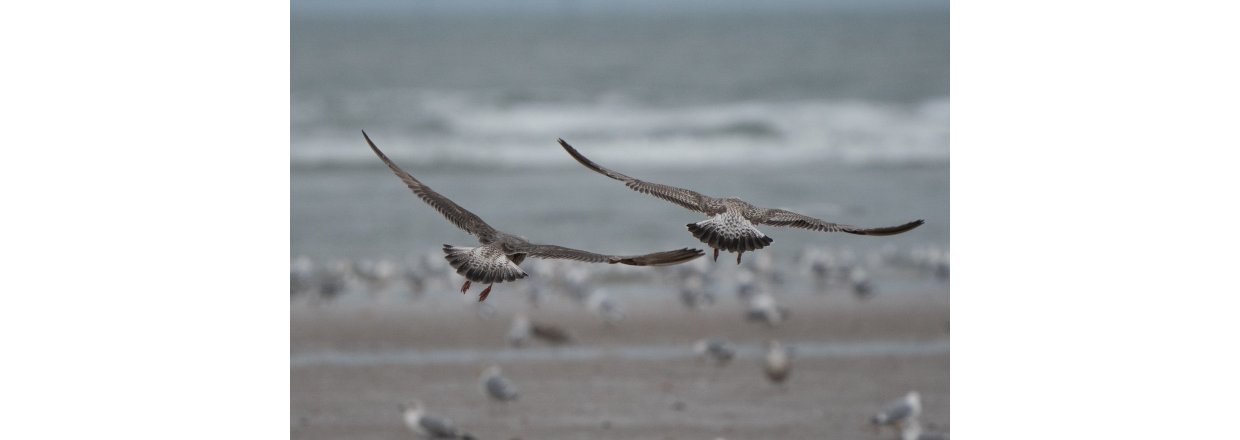 Fugleobservationer ved Bl�vandshuk