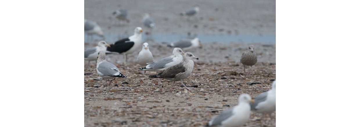 Fugleobservationer ved Bl�vandshuk