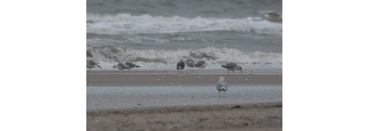 Fugleobservationer ved Bl�vandshuk