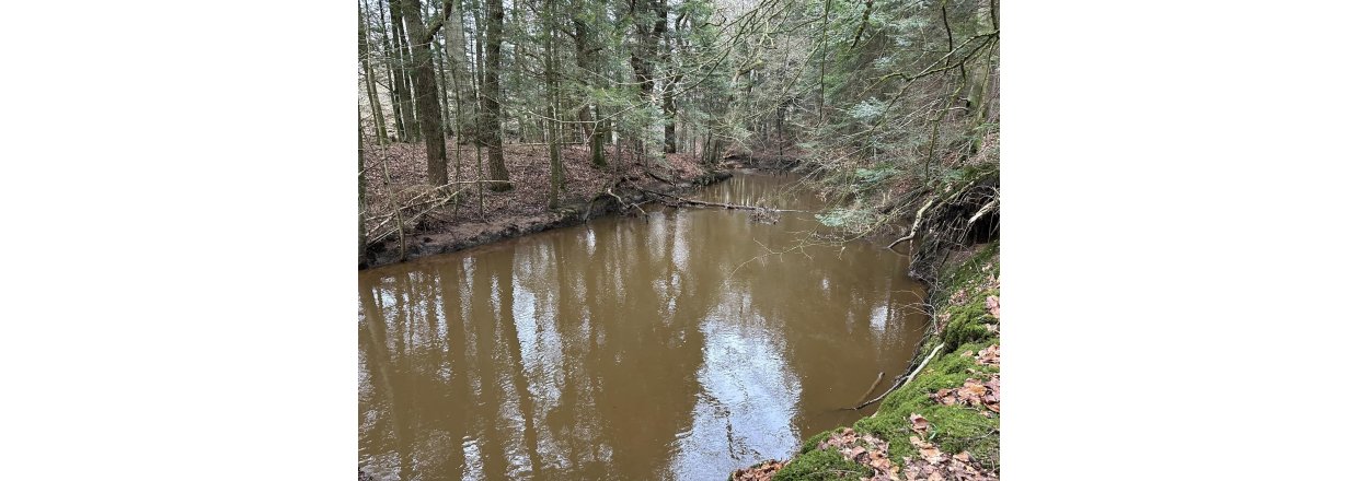 Magiske svampe og nisseskg: En kold sndagstur til urskoven ved Nrholm