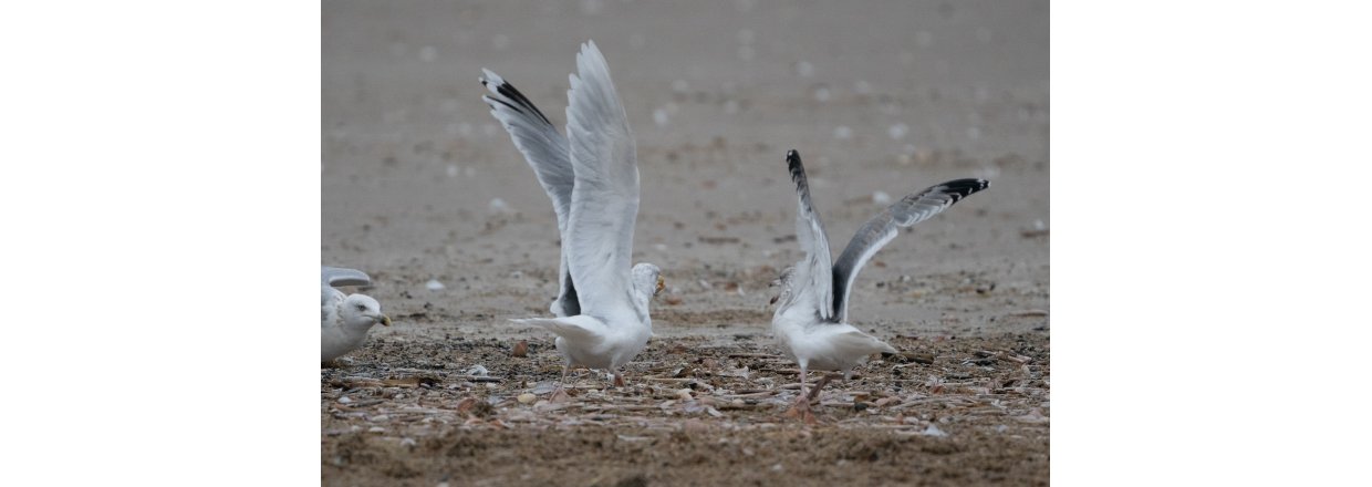 Fugleobservationer ved Bl�vandshuk