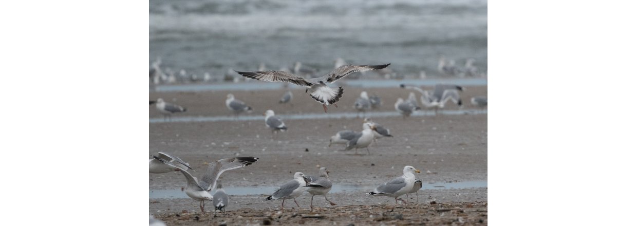 Fugleobservationer ved Bl�vandshuk