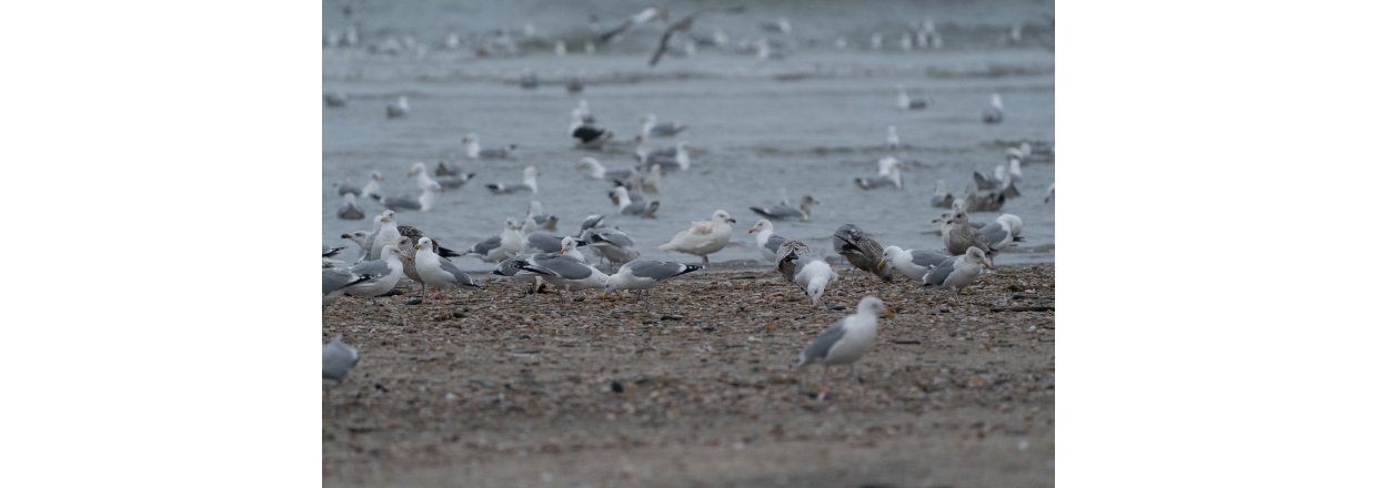 Fugleobservationer ved Bl�vandshuk