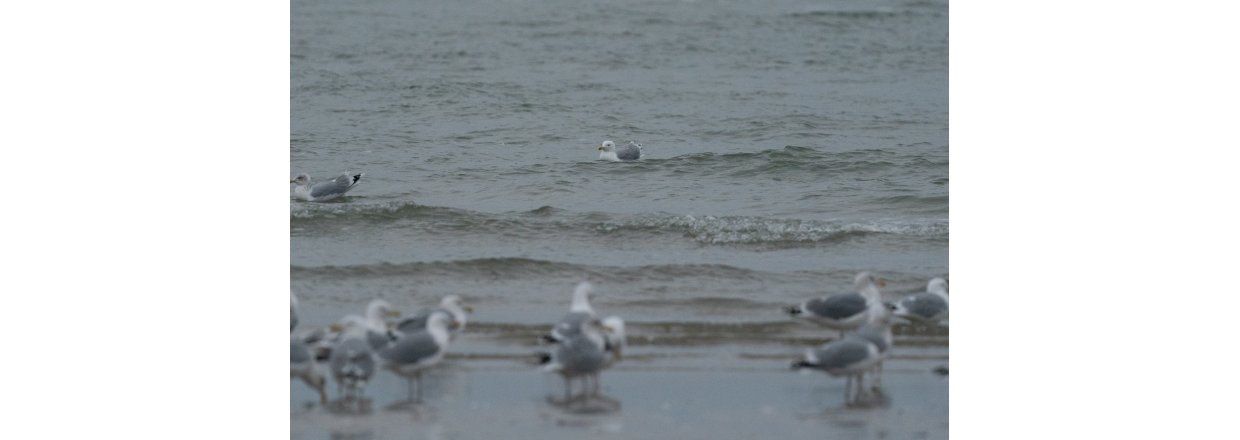 Fugleobservationer ved Bl�vandshuk