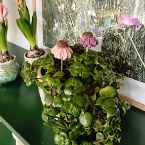 Keramikblomster til potteplanter - Lisa Bang