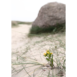 ALMINDELIG BRANDBGER