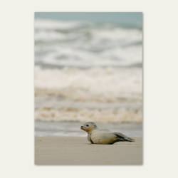 BABYSL VED VESTERHAVET