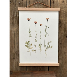 VALMUER FRA MOLS BJERGE