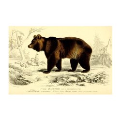 BRUN BJRN | VINTAGEPLAKAT