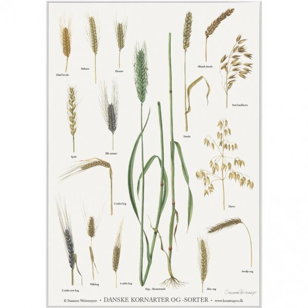 DANSKE KORNARTER OG SORTER