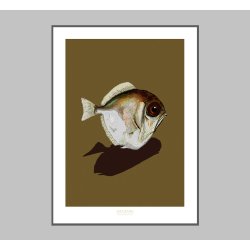 SILVER SPINYFIN NO 1 | PRINT COLLECTION