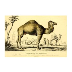 DROMEDAR | VINTAGEPLAKAT