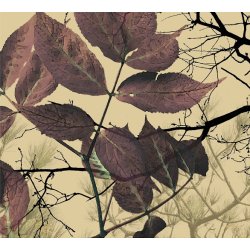 HYLD | AUTUMN COLLECTION - Blomme