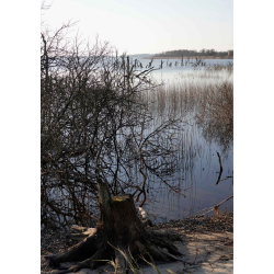 MARTSDAG VED FILS�