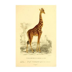 GIRAF | VINTAGEPLAKAT