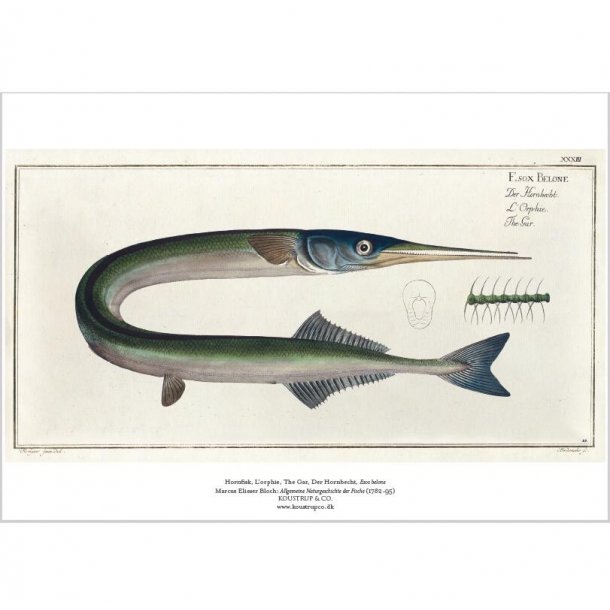 HORNFISK