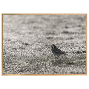 HVID VIPSTJERT P DUGVD PLNE