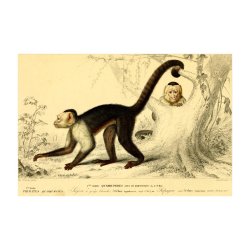 HVIDHOVEDET KAPUCHIN | VINTAGEPLAKAT