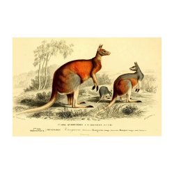 KNGURU | VINTAGEPLAKAT